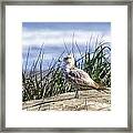 Young Seagull No. 2 Framed Print