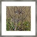 Young Tricolored Heron In Nest Framed Print