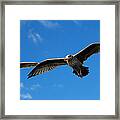 Young Wings Framed Print