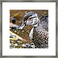 Young Woody Framed Print