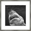 Your Gonna Need A Bigger Boat Framed Print