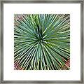 Yucca 2 Framed Print