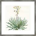 Yucca Gloriosa, Yucca A Feuilles Entieres Palm Lily Or Framed Print