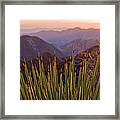 Yucca Spikes Framed Print