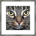 Yummy Cat Eyes Framed Print