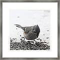 Yummy Sunflower Seeds Framed Print