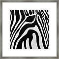 Zebra 13 Framed Print