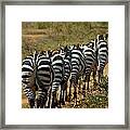 Zebra Framed Print
