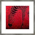 Zebra Art Red - Aa01tt01 Framed Print