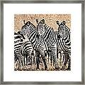 Zebra Herd Rock Texture Blend Framed Print