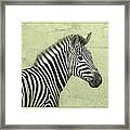 Zebra Framed Print