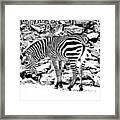 Zebra Framed Print