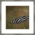 Zebra Longwing  Butterfly-1 Framed Print