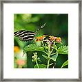 Zebra Longwing Framed Print