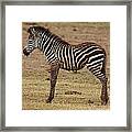 Zebra Framed Print