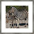 Zebra Mother And Baby Framed Print