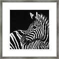 Zebra No. 3 Framed Print