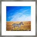 Zebra On African Savanna. Framed Print