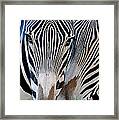 Zebra Pattern Framed Print
