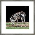 Zebra Scratch Framed Print