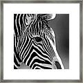 Zebra Studyii Framed Print
