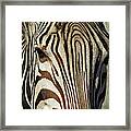 Zebra Up Close And Personal Framed Print