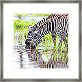 Zebras Are Drinking Water Framed Print