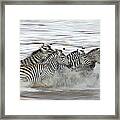 Zebras Crossing The Mara River Framed Print