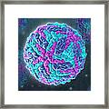 Zika Virus, Molecular Model Framed Print