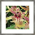 Cymbidium Orchids Framed Print