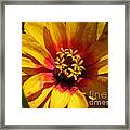 Zinnia Named Swizzle Scarlet And Yellow Framed Print