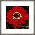 Zinnia Framed Print