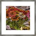 Zinnias Framed Print