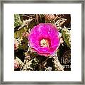 Zion Pink Cactus Flower Framed Print