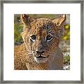 Zootography3 Zion The Lion Cub Framed Print