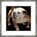 Bulldog Framed Print