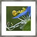 Close View Of Slender Dayflower Flower With Dew Framed Print