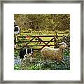 Collecting The Strays Framed Print
