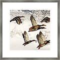 Flock Together Framed Print