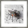 Fly On The Wall Framed Print