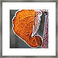 Leaf Outlined In Frost Framed Print