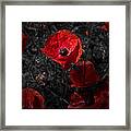 Poppy Red Framed Print