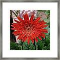 A Beautiful Red Flower Growing At Home #1 Framed Print