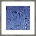 A Group Of Birds #1 Framed Print