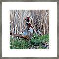 A Proud Rooster #1 Framed Print
