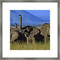 African Elephant Loxodonta Africana #1 Framed Print