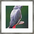 African Grey Parrot Psittacus Erithacus #1 Framed Print