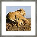 African Lion Panthera Leo Seven #1 Framed Print