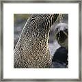 Antarctic Fur Seal Arctocephalus #1 Framed Print