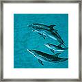 Atlantic Spotted Dolphins Framed Print